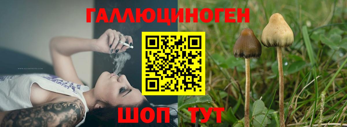 Рассказово  Псилоцибиновые грибы MAGIC MUSHROOMS  Галлюциногенные грибы Magic Shrooms  Вход с VPN 